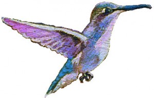 hummingbird_site
