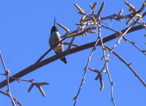 Hummingbird on arched branches with buds looking up to sky