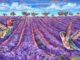 Lavender-fields-hummingbirds-jackie-bourne-art-doterra-essential-oils