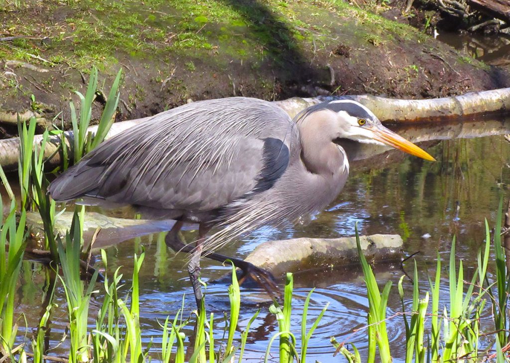 Great Blue Heron in new grass and water