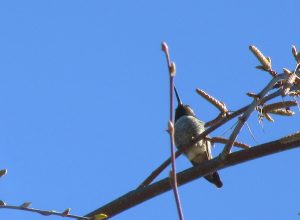 Hummingbird on branch looking up to sky