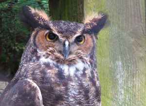 Great Horned Owl