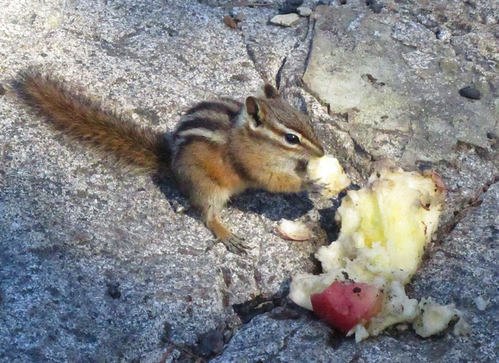 Chipmunk-eating-apple-core