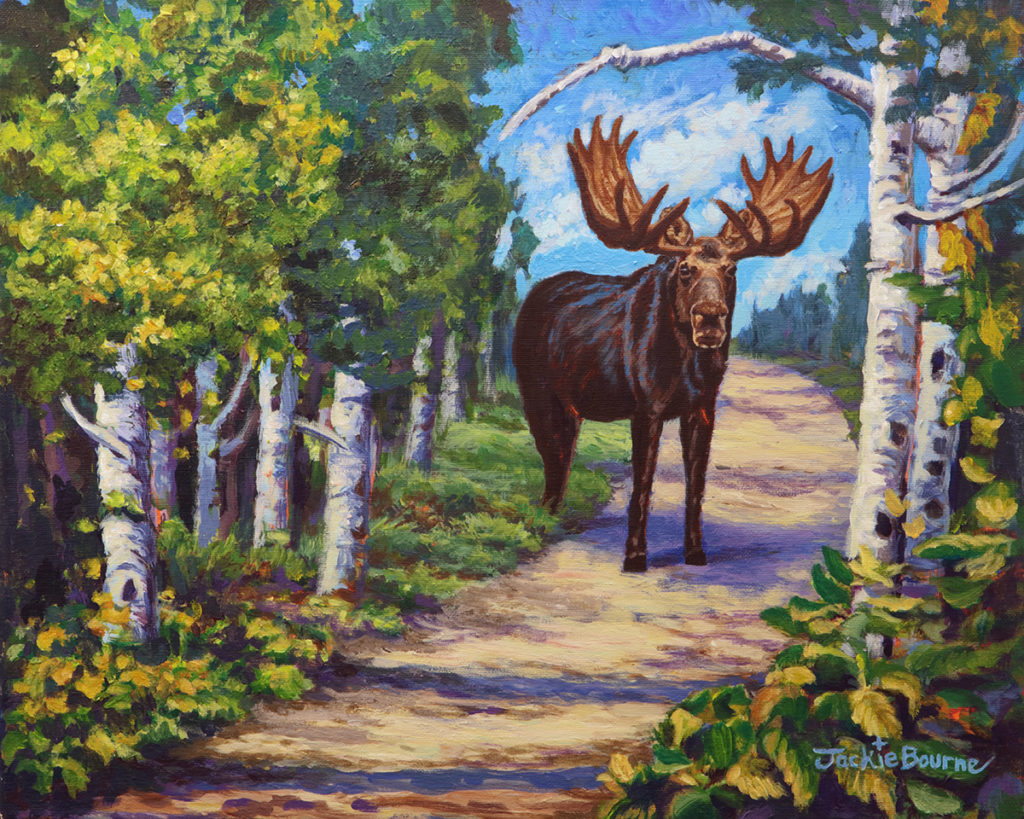 Moose-on-path-in-forest-with-birch-trees