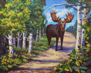 Moose-on-path-in-forest-with-birch-trees