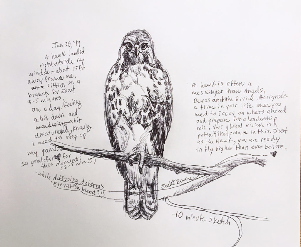 hawk-on-branch-drawing-jackie-bourne-art