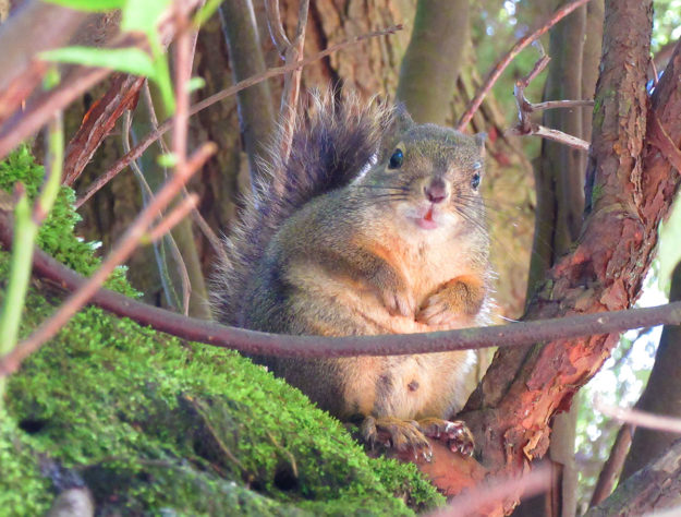 Earth-Day-2020-jackie-bourne-art-doterra