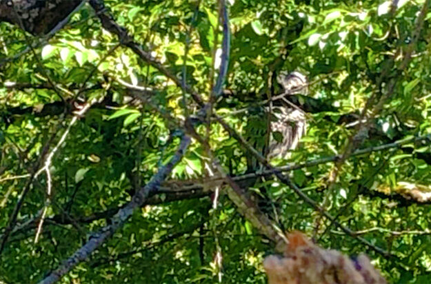 Barred-Owl-Swan-Lake-jackie-bourne-art-doterraf owl-in-trees-sunlight
