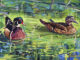 Wood-ducks-in-lagoon-with-reflections-in-water